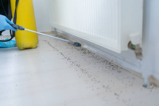 Best Pest Removal Services  in Runge, TX