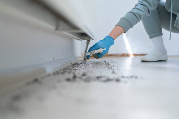 Best Flea Control Services  in Runge, TX